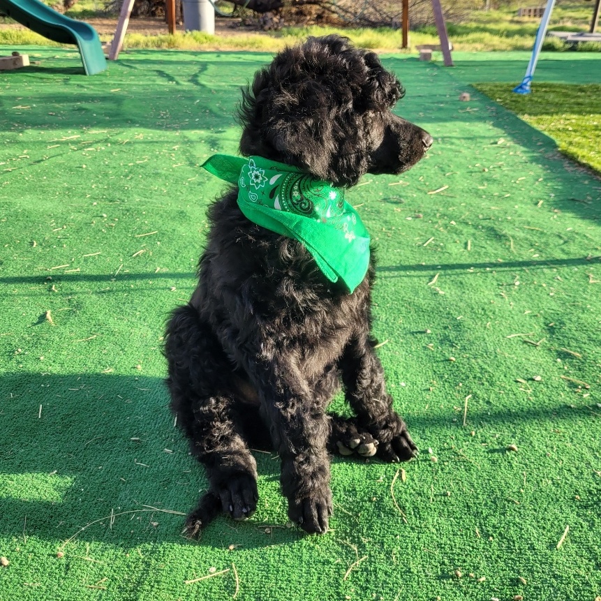 Baker, Adopted, Puppy Male Standard Poodle.