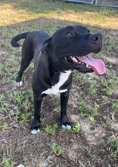 UMBRA, Adoptable, Young Male Pit Bull Terrier & Mixed Breed.