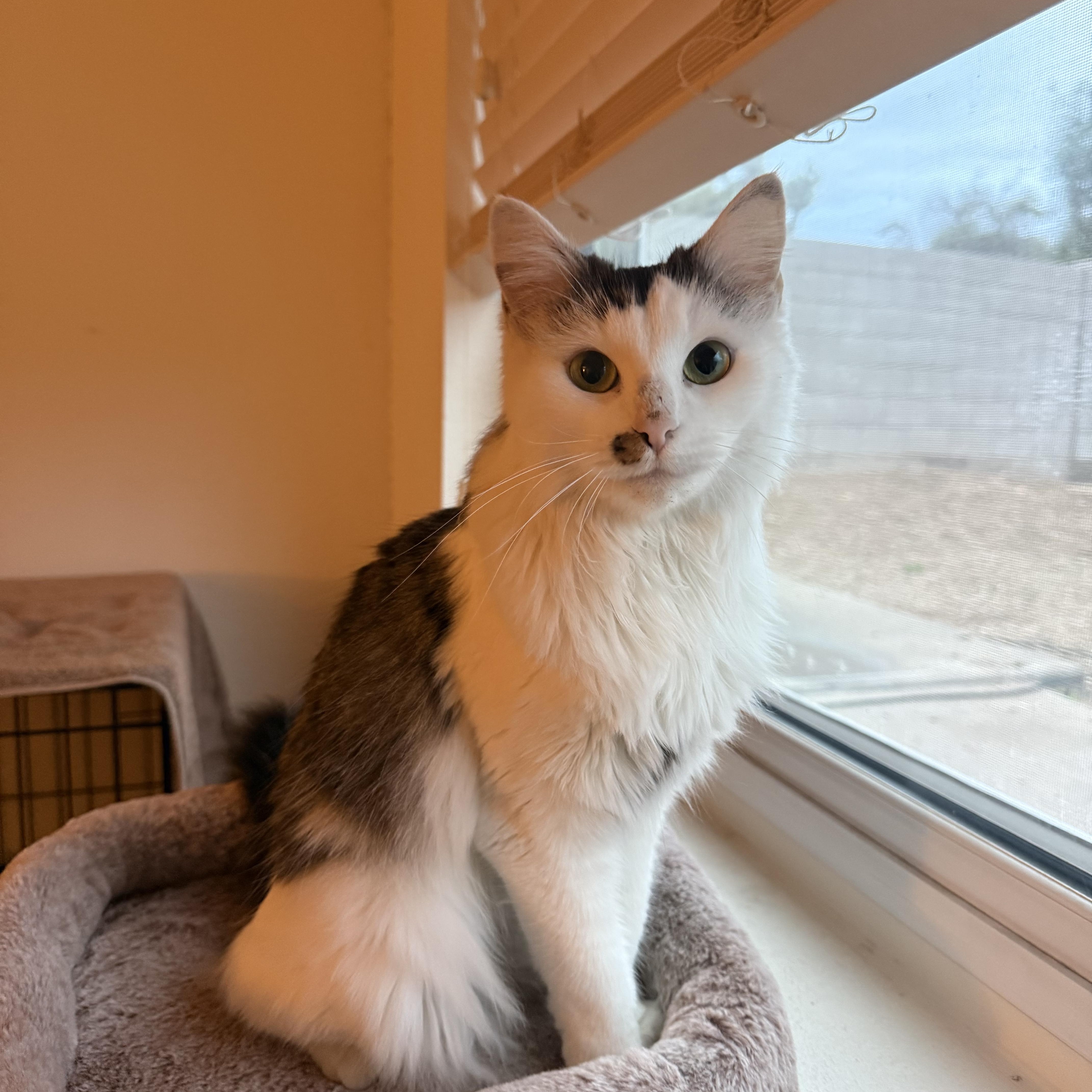 Enlarge Eva, an adopted Domestic Medium Hair in Chandler, AZ image 2/4