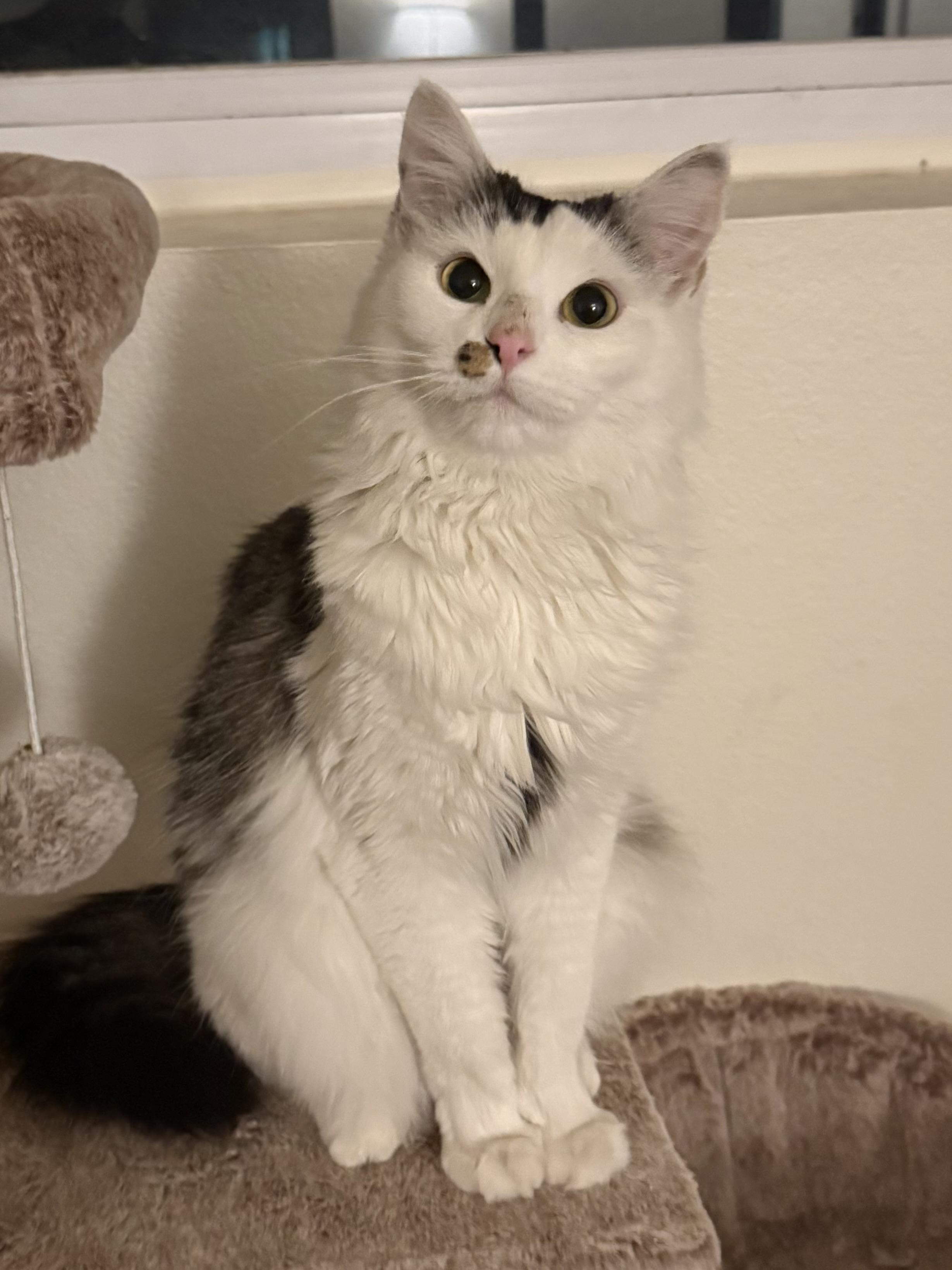Enlarge Eva, an adopted Domestic Medium Hair in Chandler, AZ image 3/4