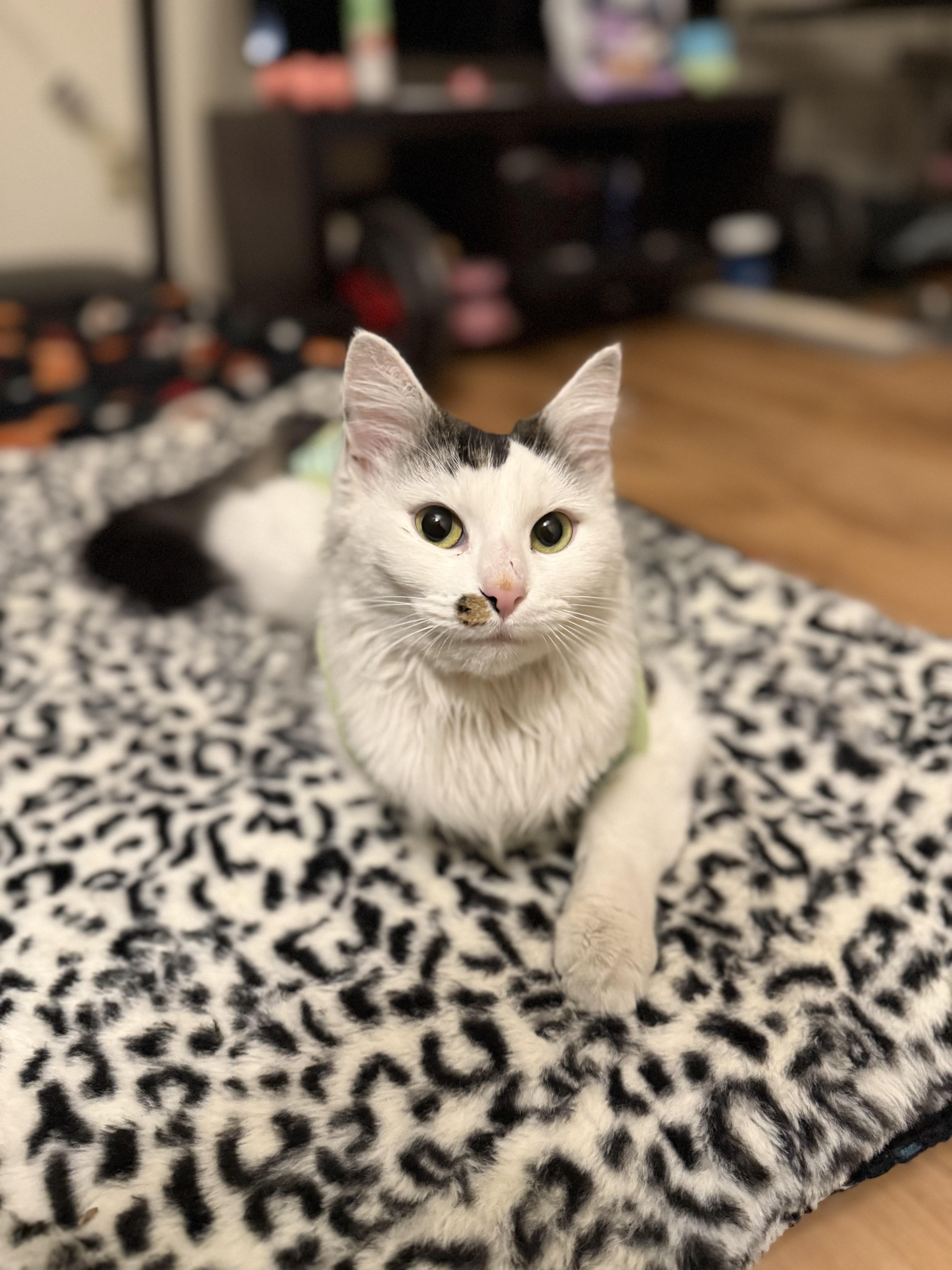 Enlarge Eva, an adopted Domestic Medium Hair in Chandler, AZ image 1/4