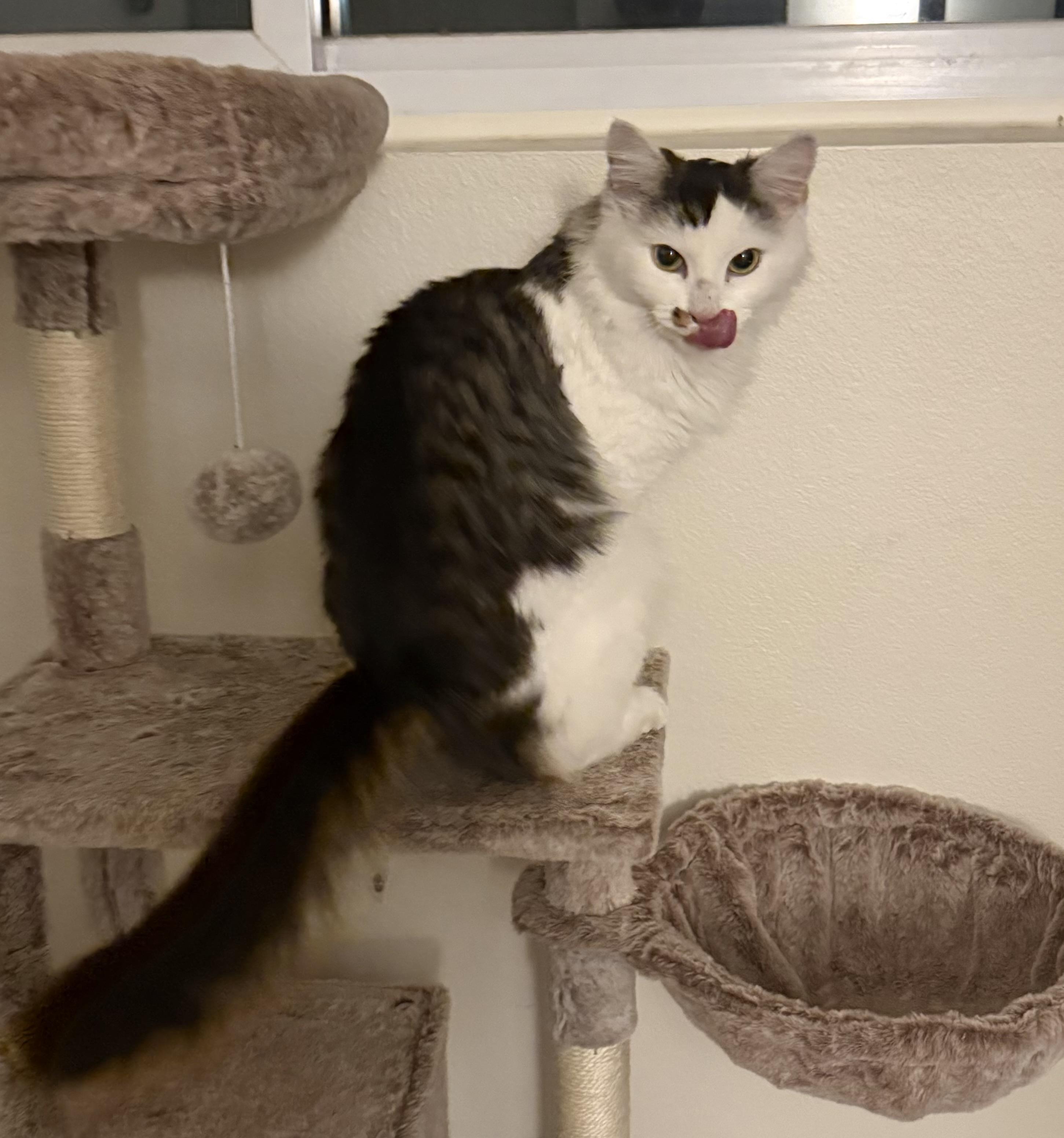 Enlarge Eva, an adopted Domestic Medium Hair in Chandler, AZ image 4/4