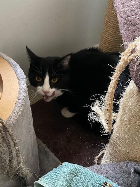 Aubrey, Adoptable, Adult Male Domestic Short Hair.