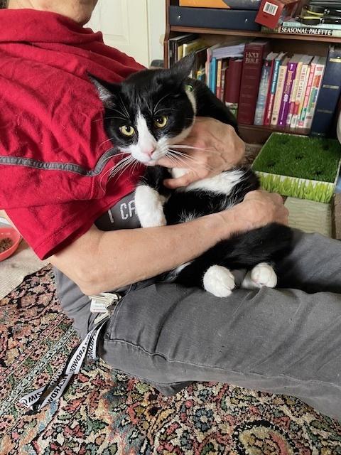 Enlarge Aubrey, a Adoptable Domestic Short Hair in Cary, NC image 2/3