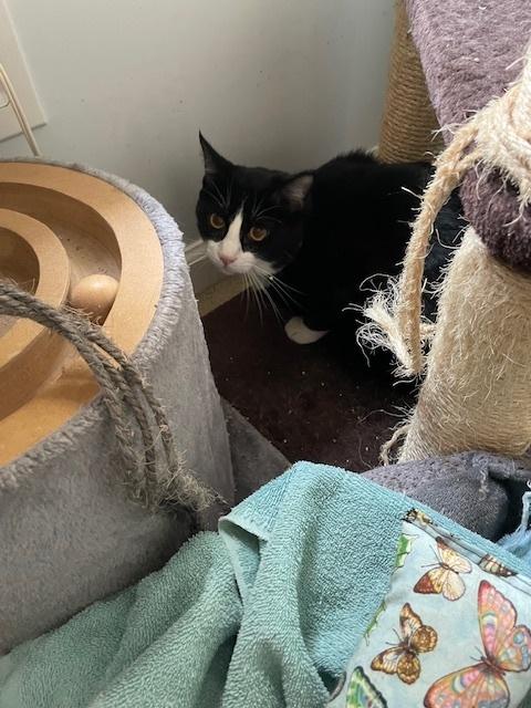 Enlarge Aubrey, a Adoptable Domestic Short Hair in Cary, NC image 3/3