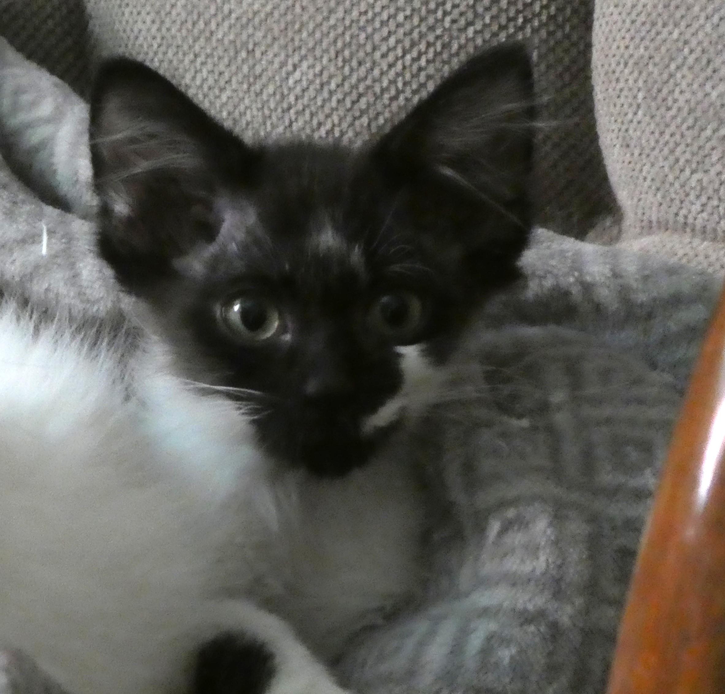 Jerry thumbnail 4