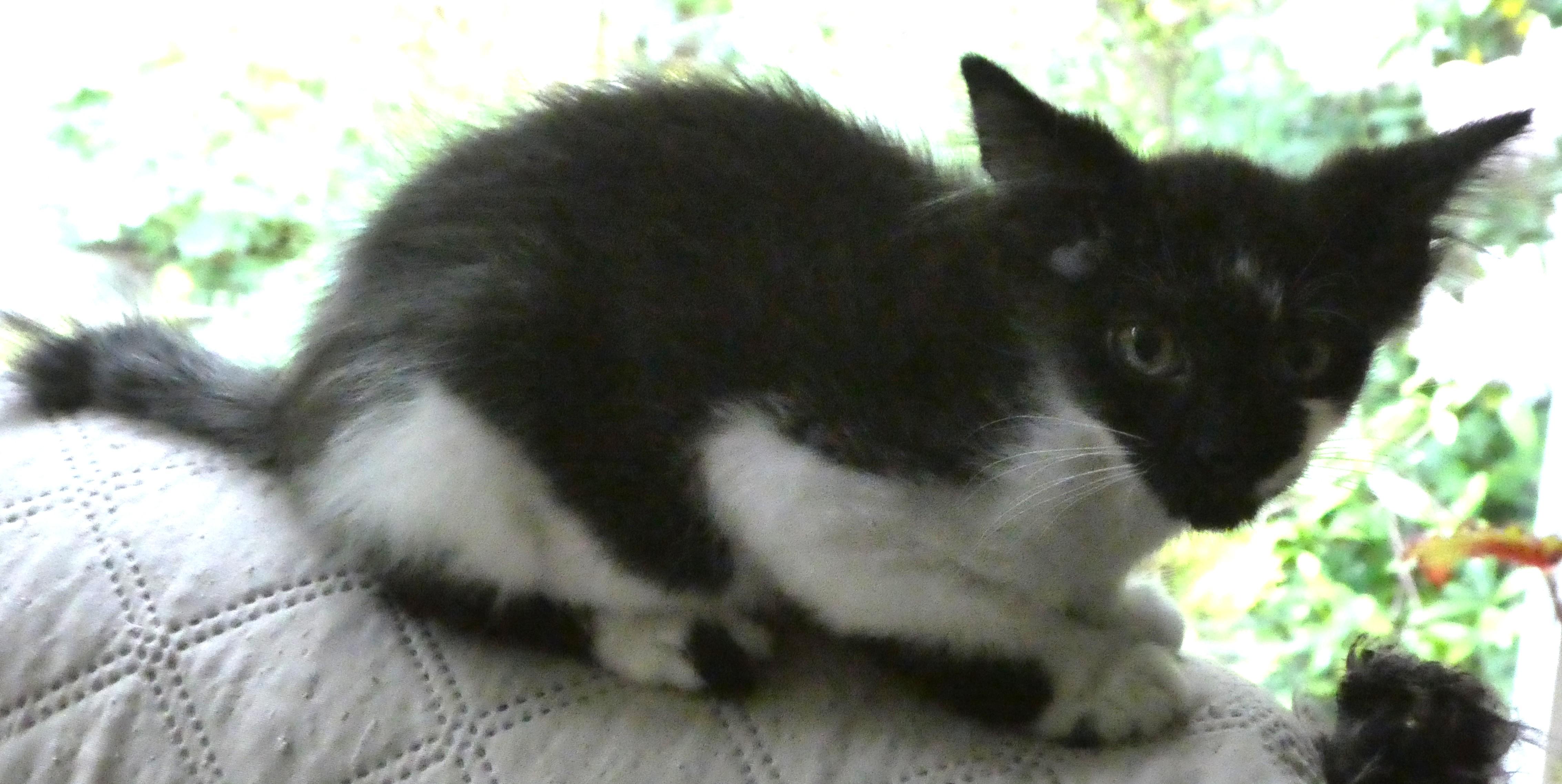Jerry thumbnail 3