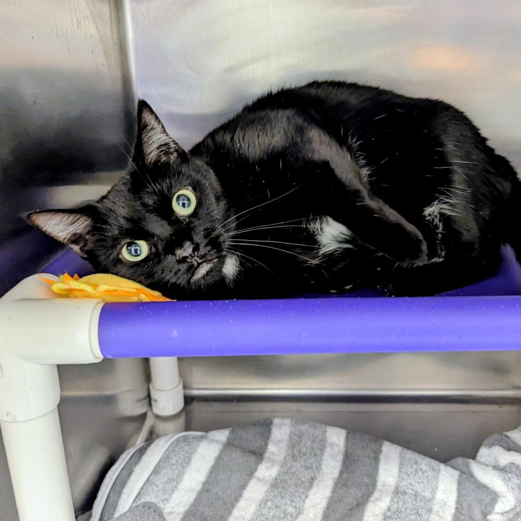 Ebony, Adoptable, Adult Female Domestic Short Hair.