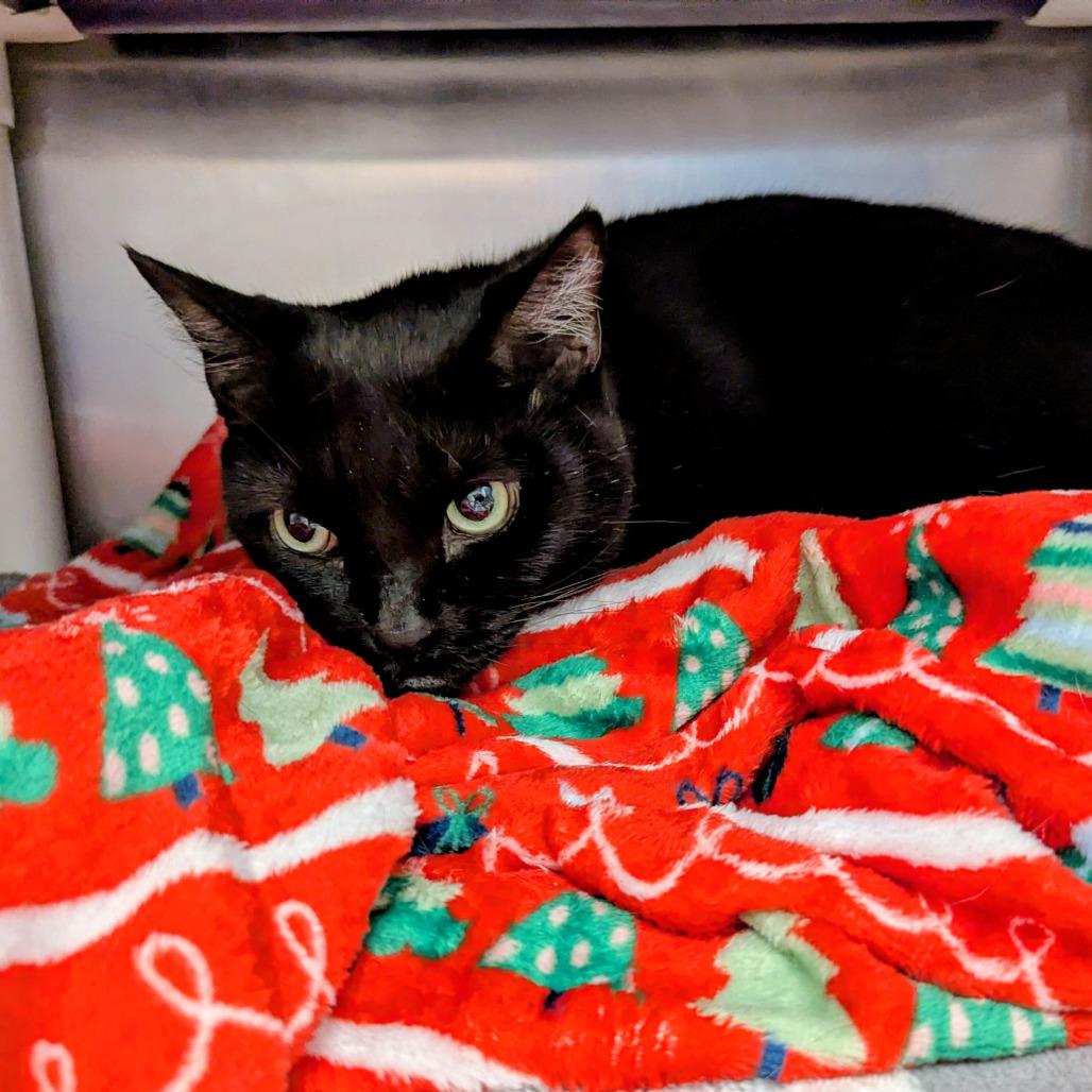 Enlarge Ebony, a Adoptable Domestic Short Hair in Marysville, OH image 2/2