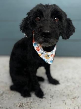 Sasha, Adoptable, Senior Female Maltese & Poodle.