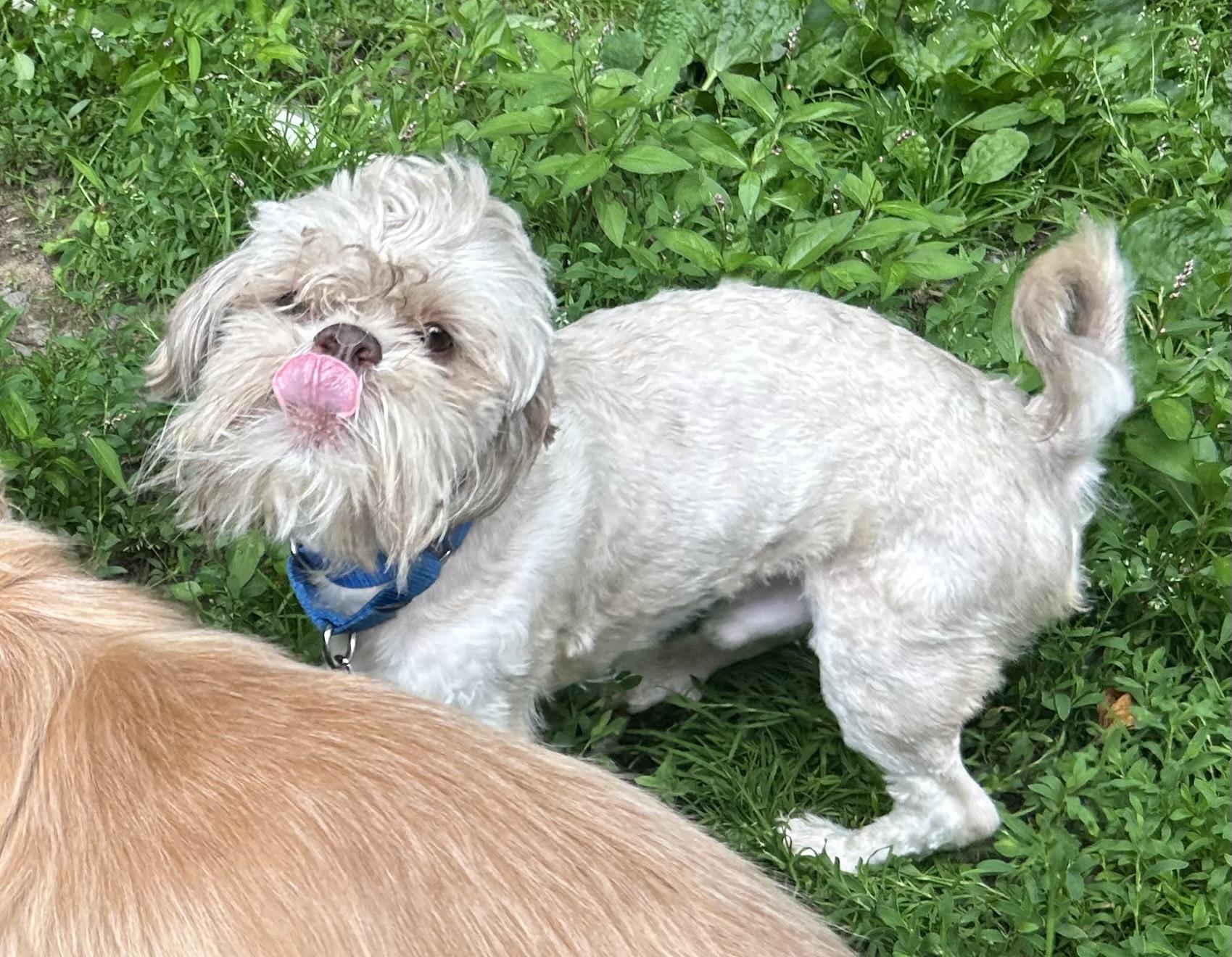 Scrappy, Adoptable, Young Male Shih Tzu & Lhasa Apso.