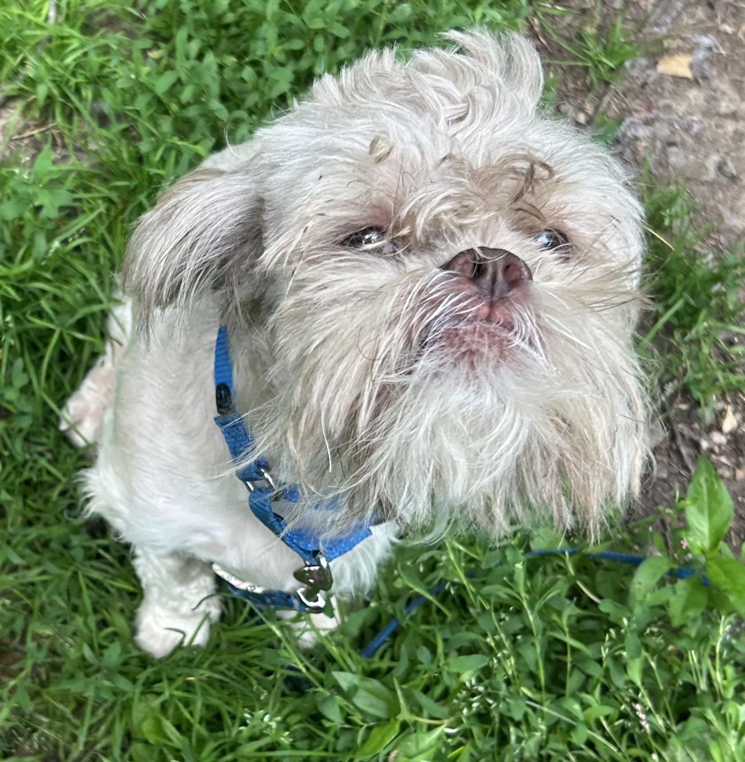 Scrappy, a Adoptable mixed breed in Oak Ridge, NJ image 2/2