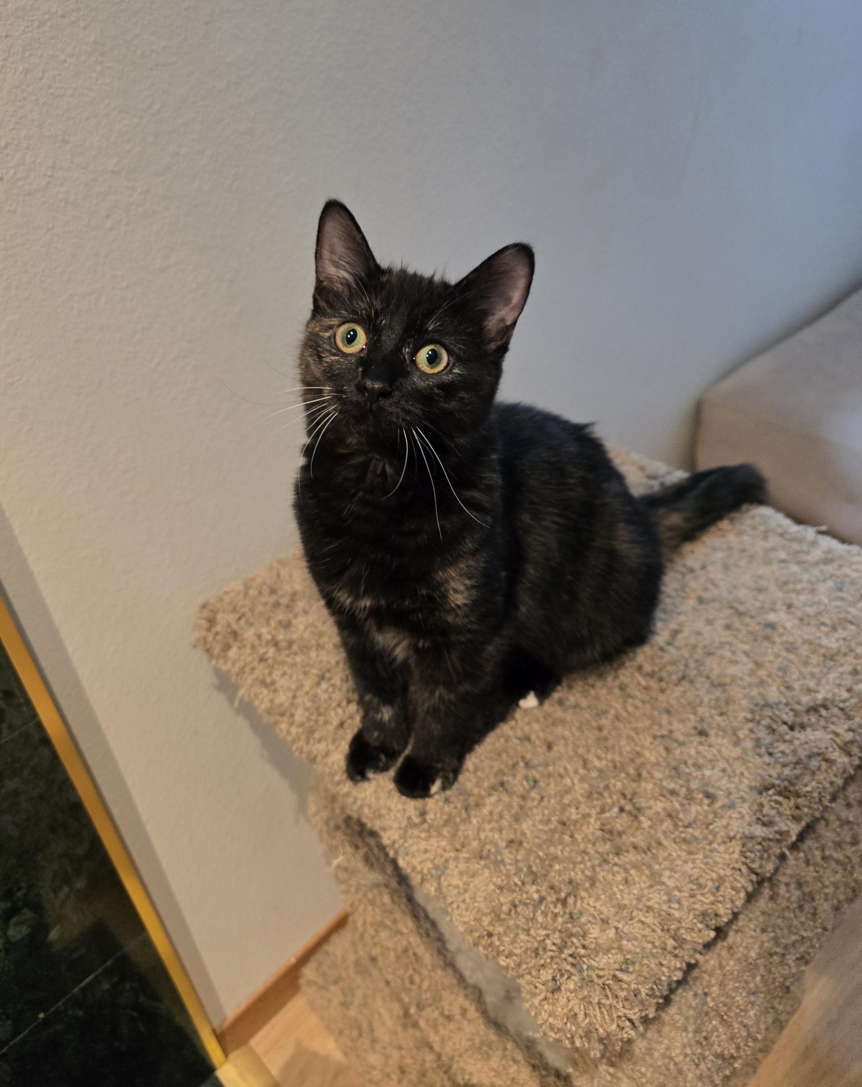 Mystic, an adoptable Domestic Short Hair in Fargo, ND, 58104 | Photo Image 5
