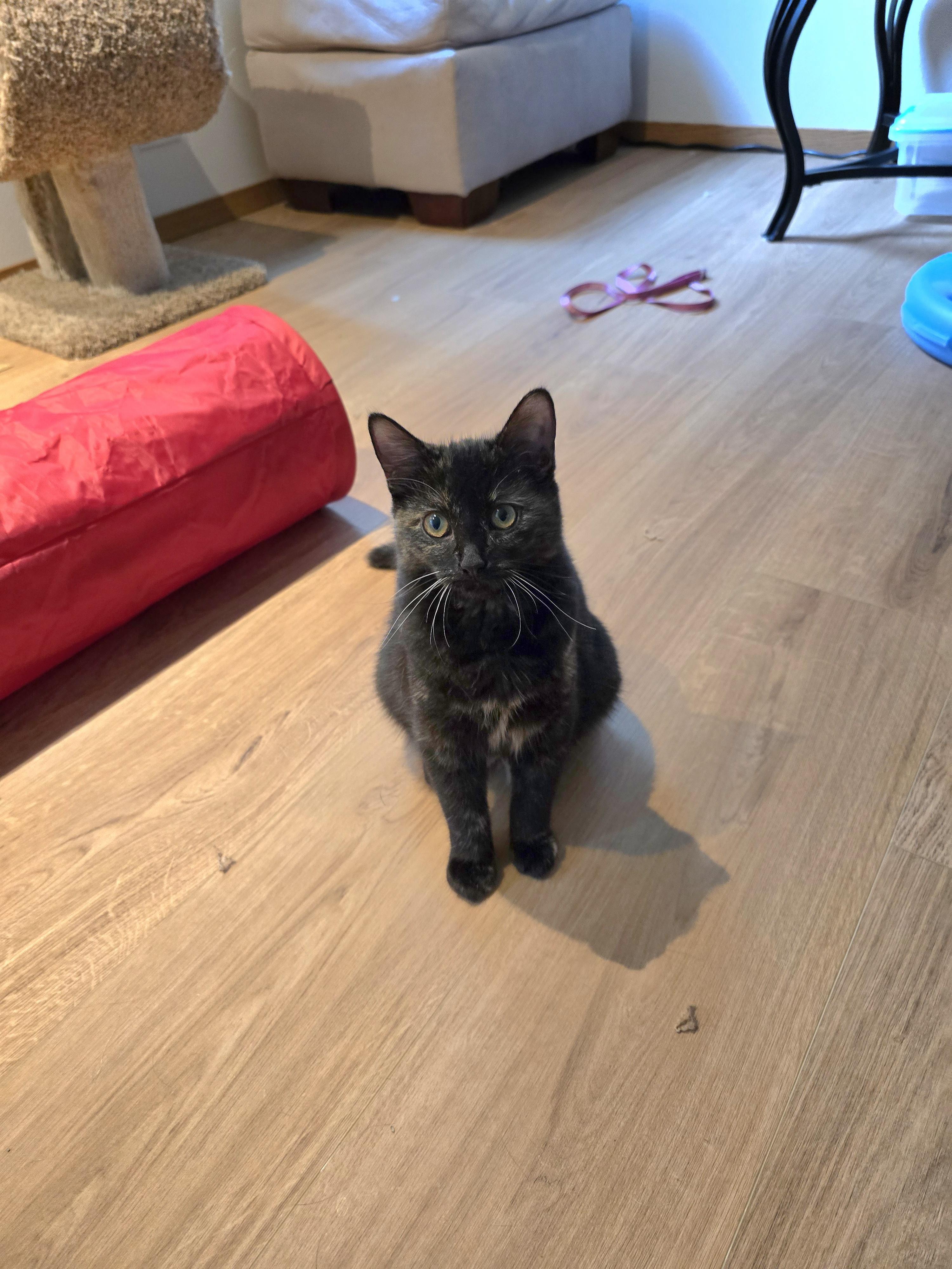 Mystic, an adoptable Domestic Short Hair in Fargo, ND, 58104 | Photo Image 6