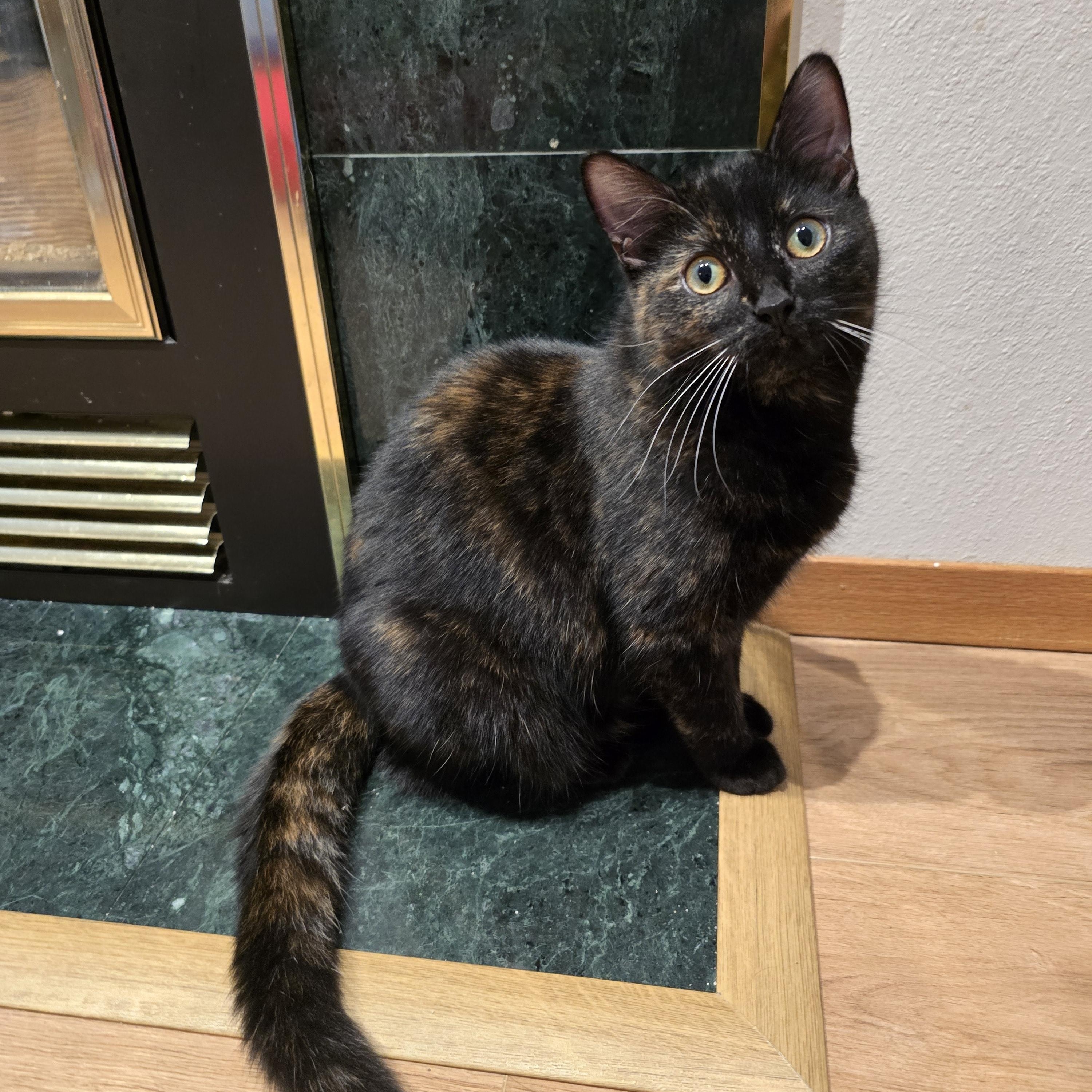 Mystic, an adoptable Domestic Short Hair in Fargo, ND, 58104 | Photo Image 2