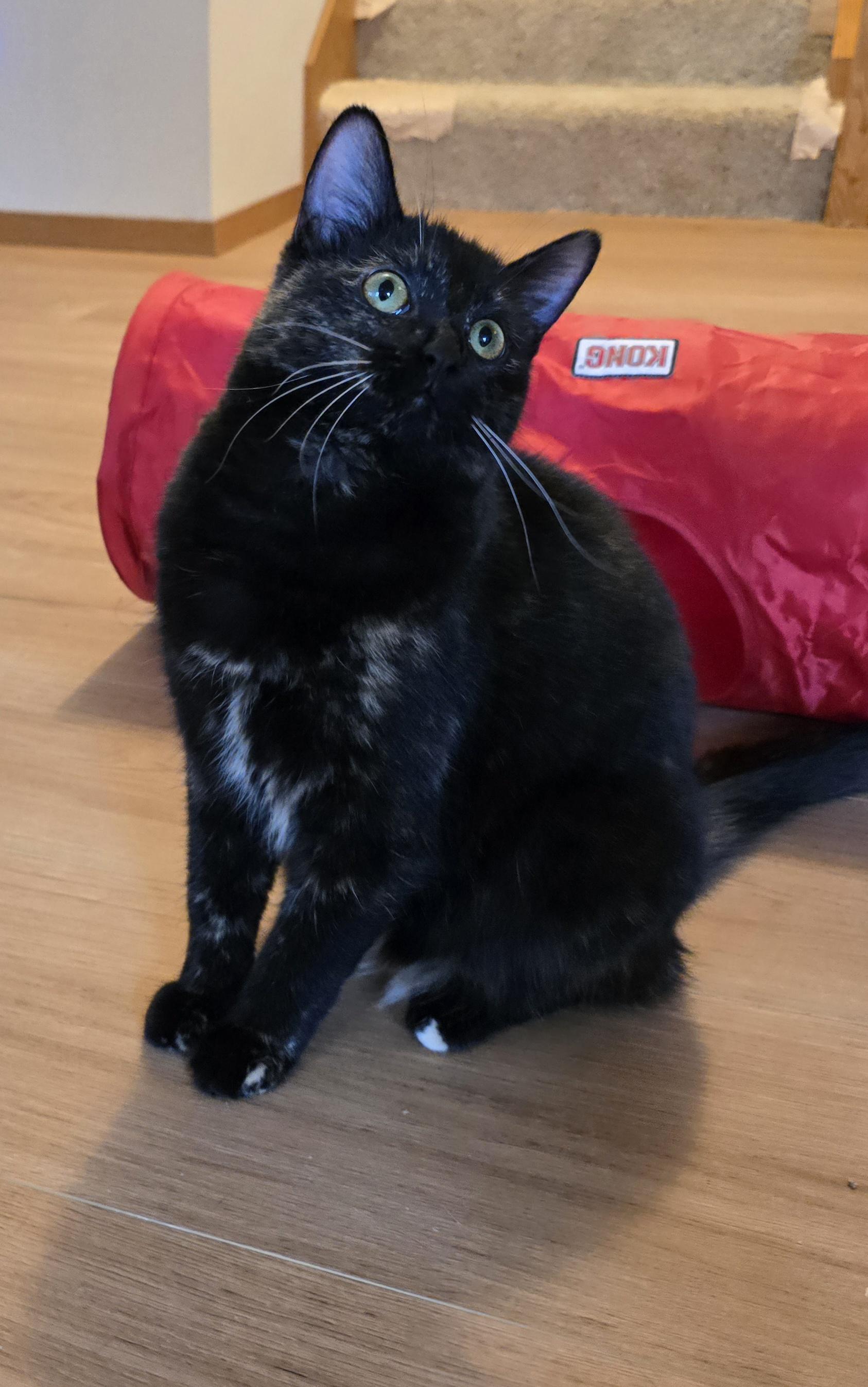 Mystic, an adoptable Domestic Short Hair in Fargo, ND, 58104 | Photo Image 1