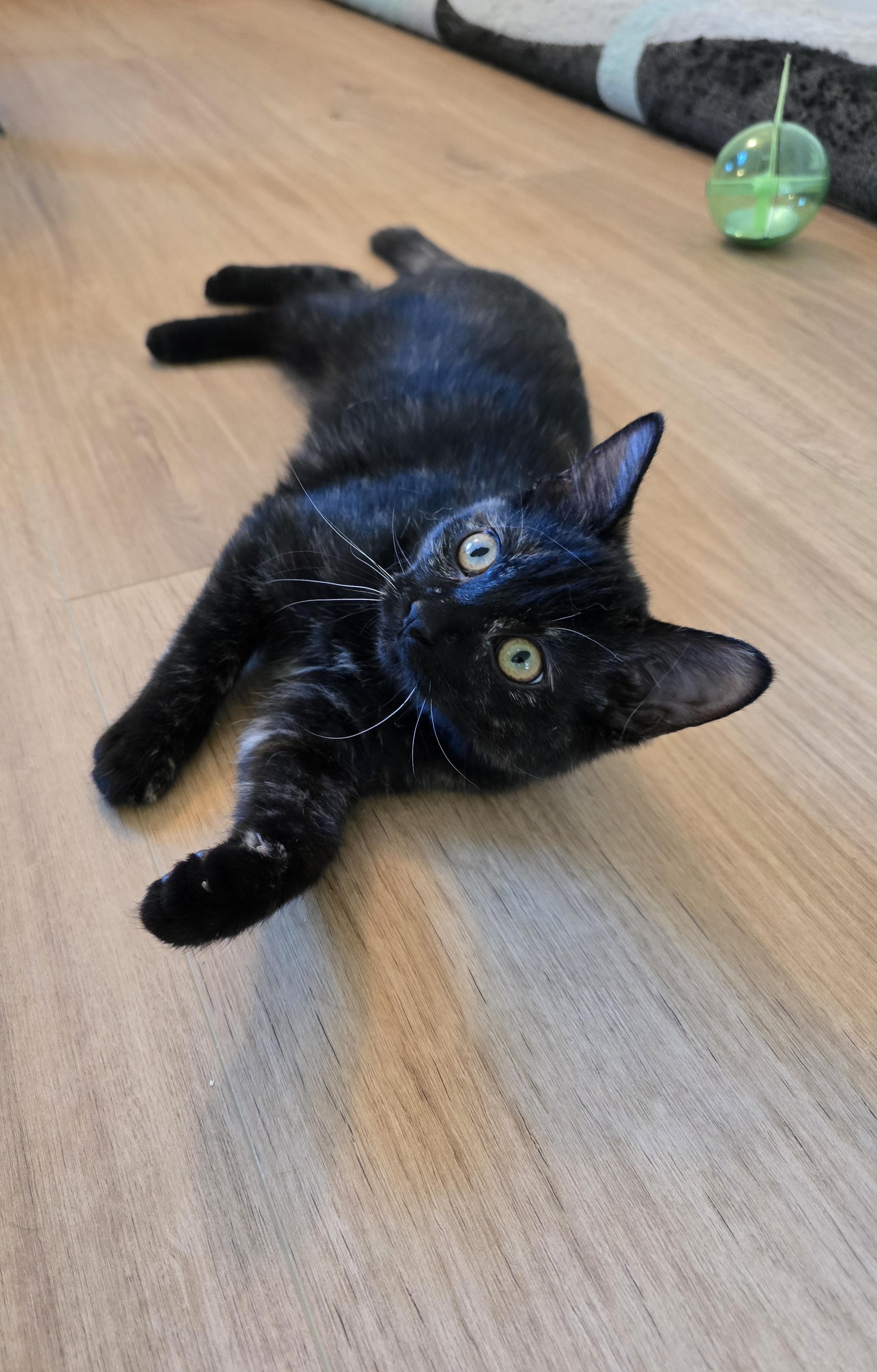 Mystic, an adoptable Domestic Short Hair in Fargo, ND, 58104 | Photo Image 2