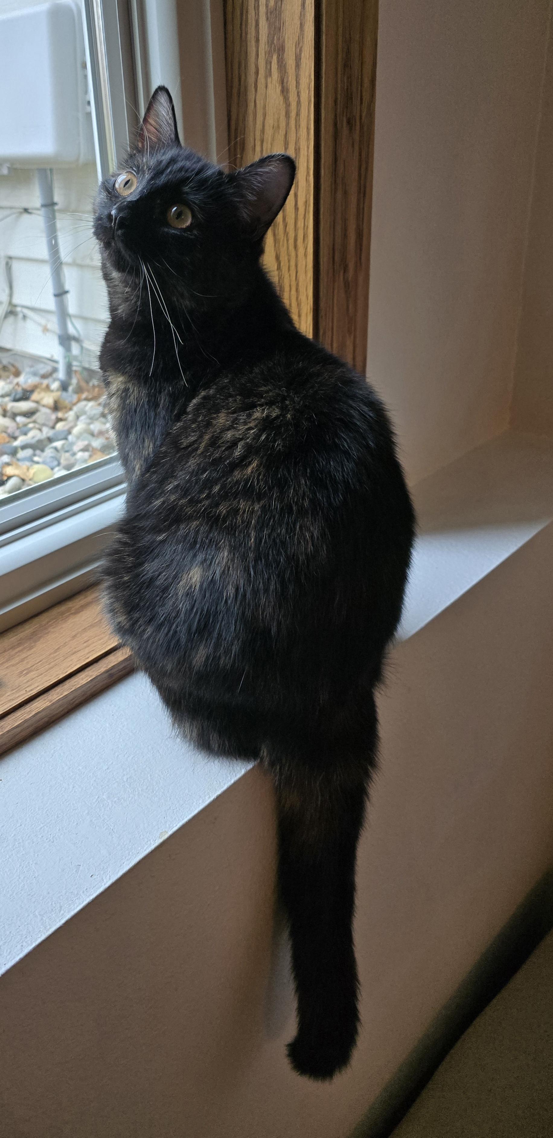 Mystic, an adoptable Domestic Short Hair in Fargo, ND, 58104 | Photo Image 3