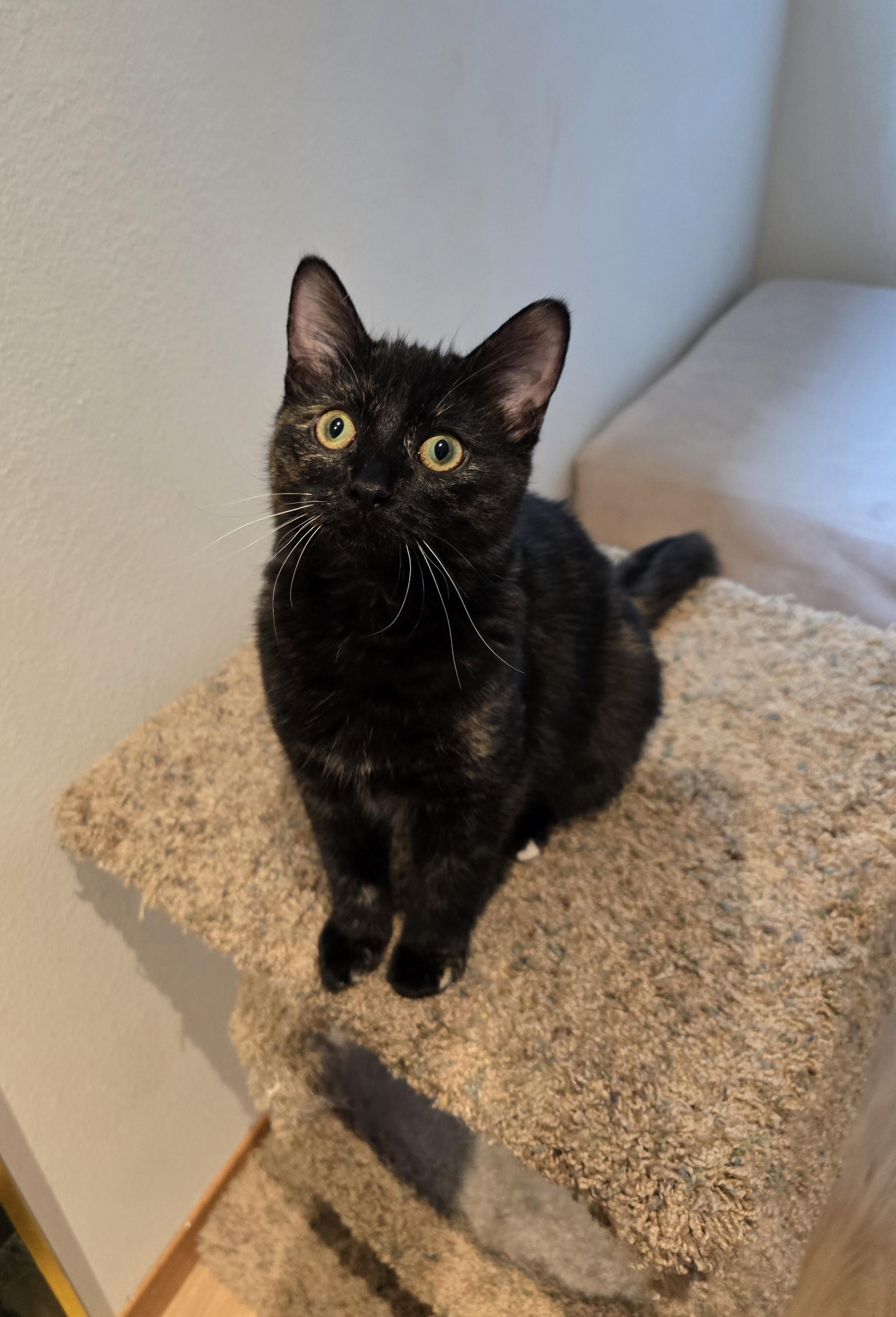 Mystic, an adoptable Domestic Short Hair in Fargo, ND, 58104 | Photo Image 1
