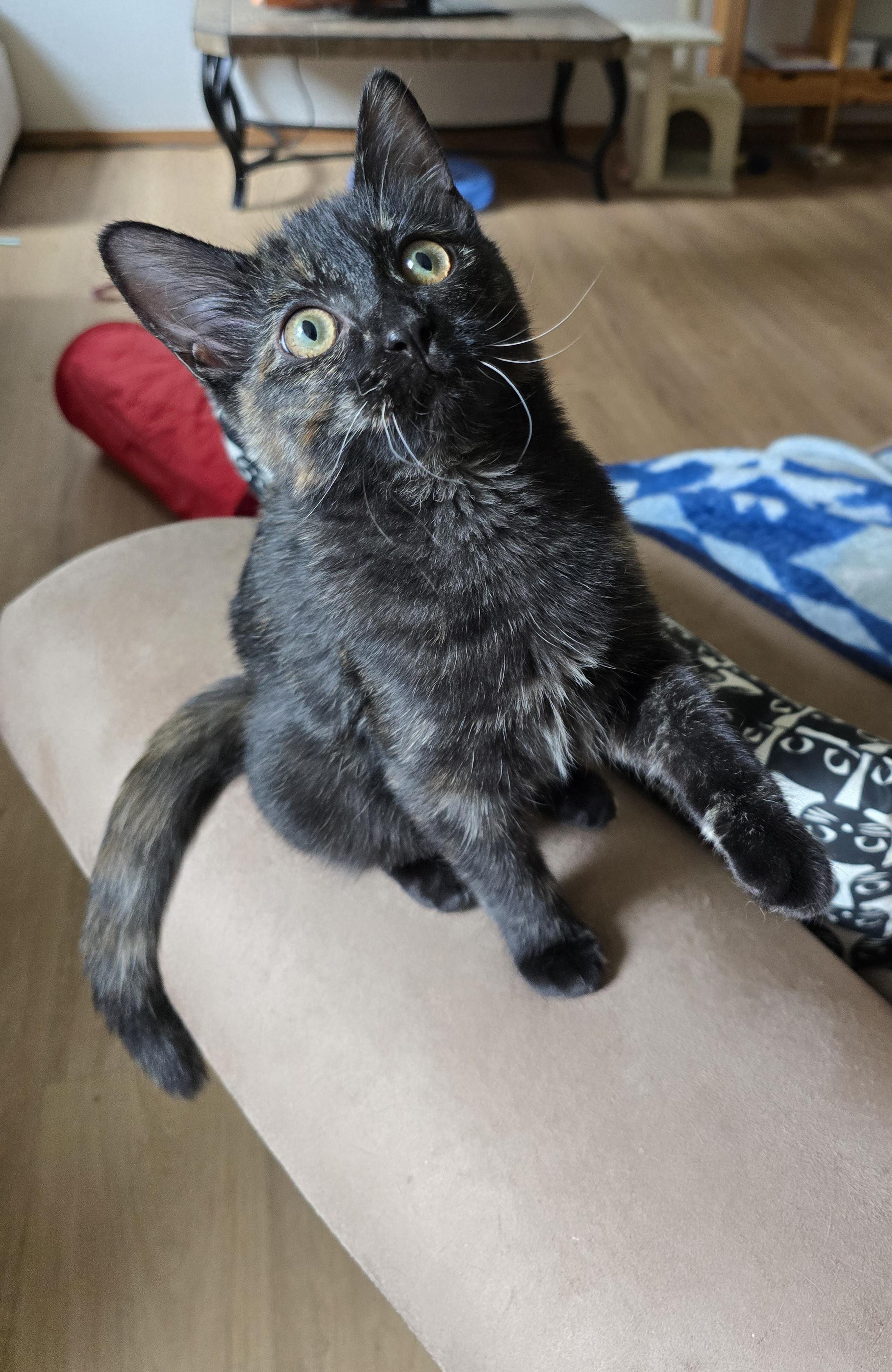Mystic, an adoptable Domestic Short Hair in Fargo, ND, 58104 | Photo Image 3