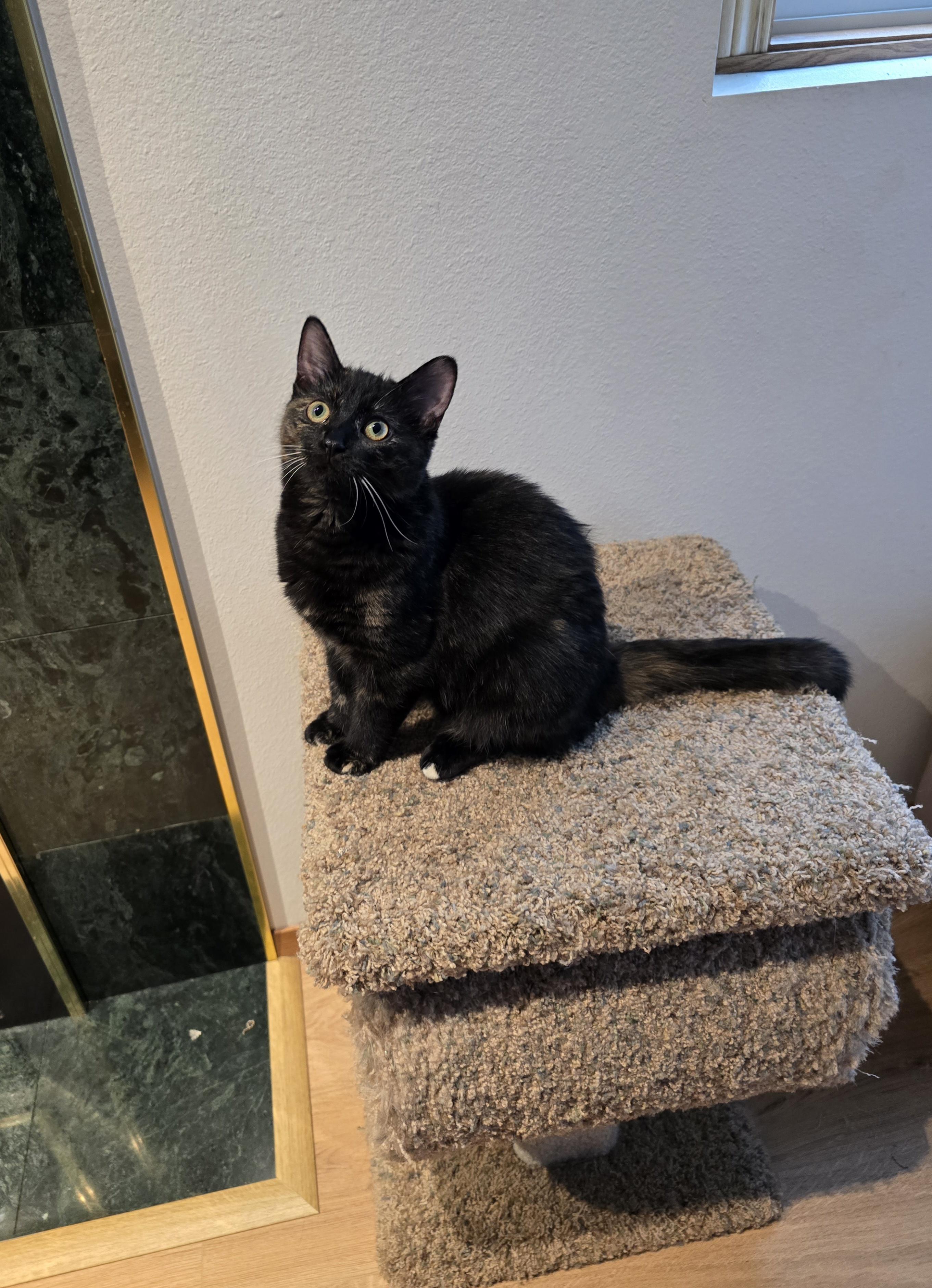 Mystic, an adoptable Domestic Short Hair in Fargo, ND, 58104 | Photo Image 4