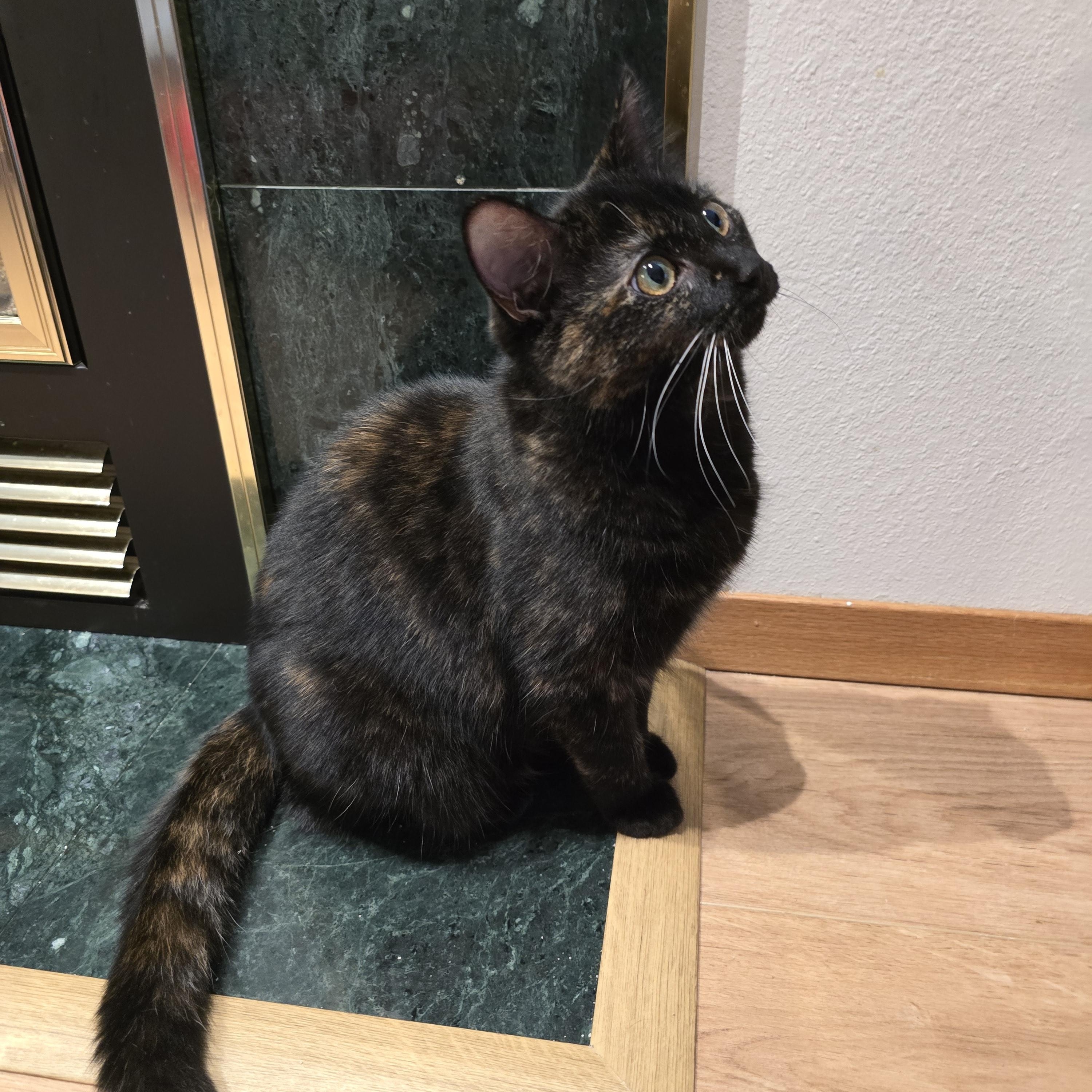 Mystic, an adoptable Domestic Short Hair in Fargo, ND, 58104 | Photo Image 4