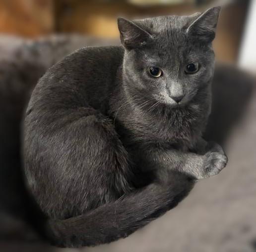Indigo (Indy), Adoptable, Kitten Male Russian Blue & Domestic Short Hair.
