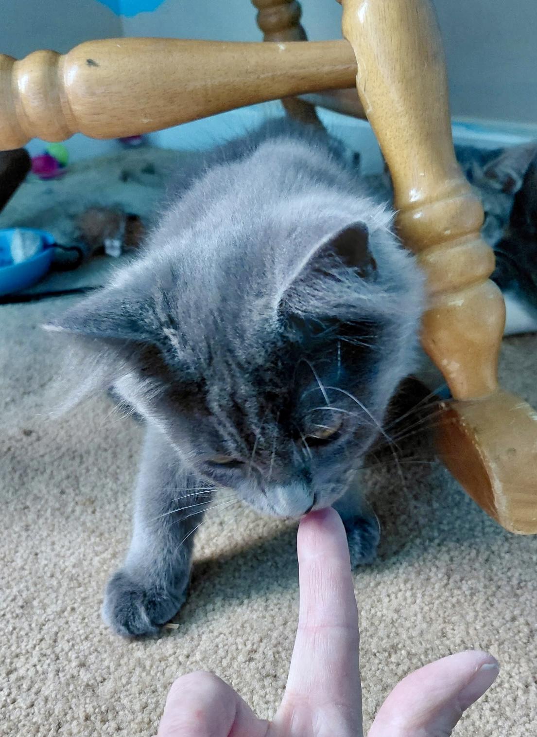 Enlarge Phoenix, a Adopted Domestic Long Hair in Cincinnati, OH image 2/2