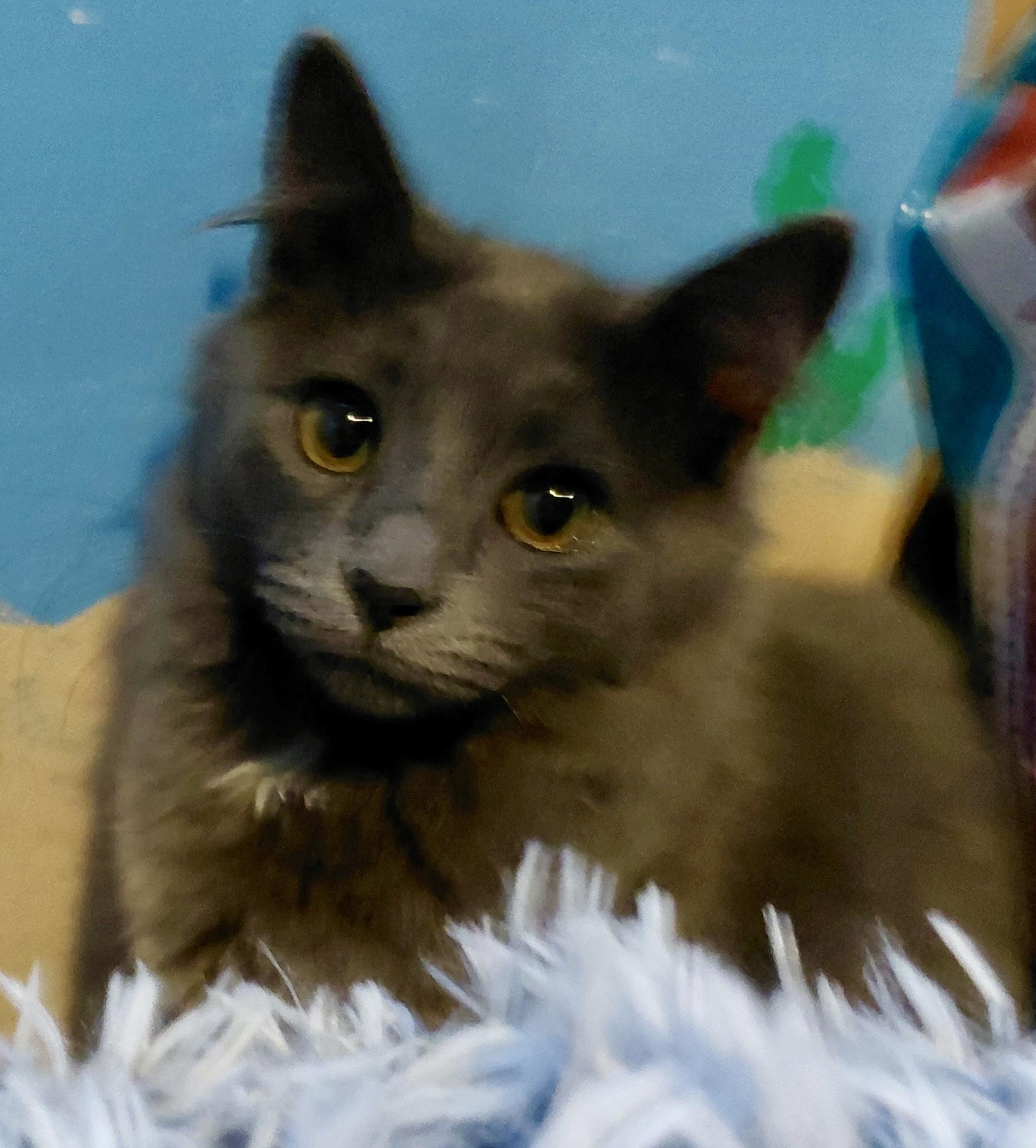 Enlarge Phoenix, a Adopted Domestic Long Hair in Cincinnati, OH image 1/2