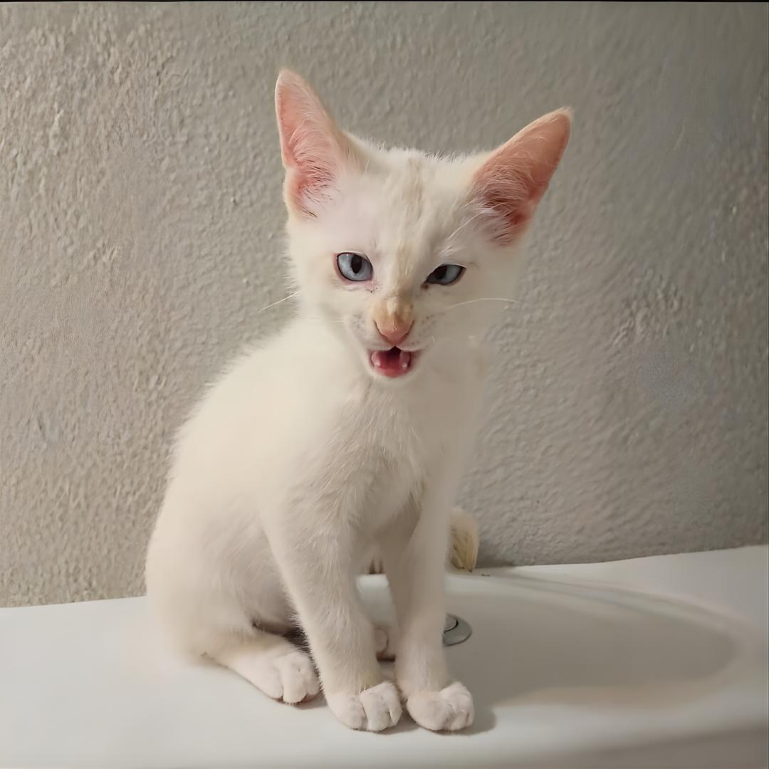 Enlarge Cream, an adopted mixed breed in Houston, TX image 5/6