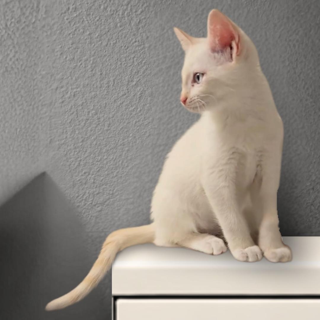 Enlarge Cream, an adopted mixed breed in Houston, TX image 4/6