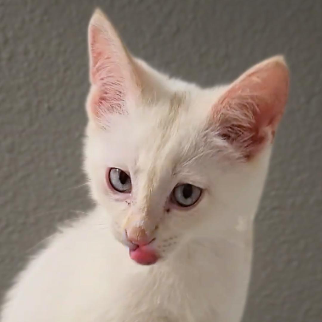 Enlarge Cream, an adopted mixed breed in Houston, TX image 3/6