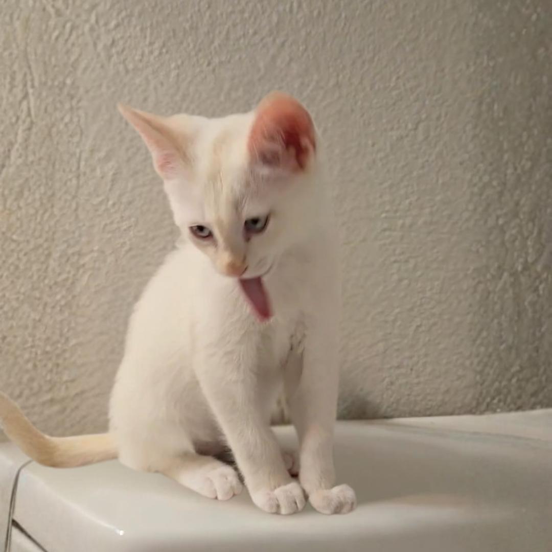 Enlarge Cream, an adopted mixed breed in Houston, TX image 6/6