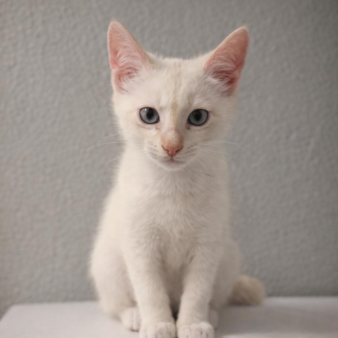Cream, adopted, Kitten Male Siamese & Domestic Short Hair.