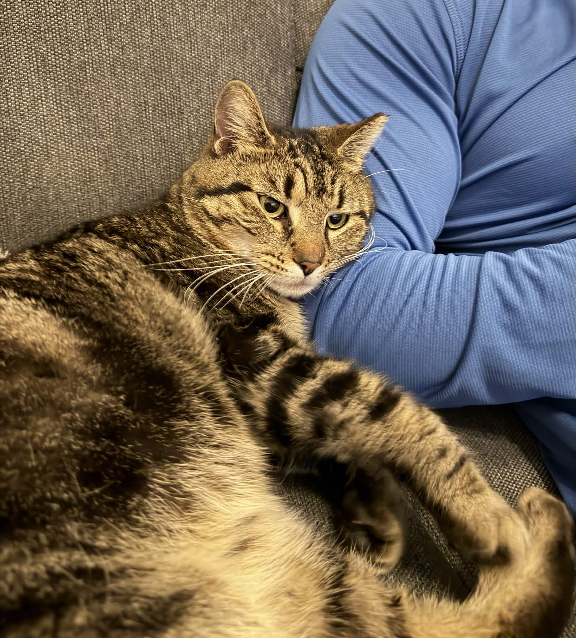Jonny (FIV), a Adoptable American Shorthair in Weehawken, NJ image 4/6