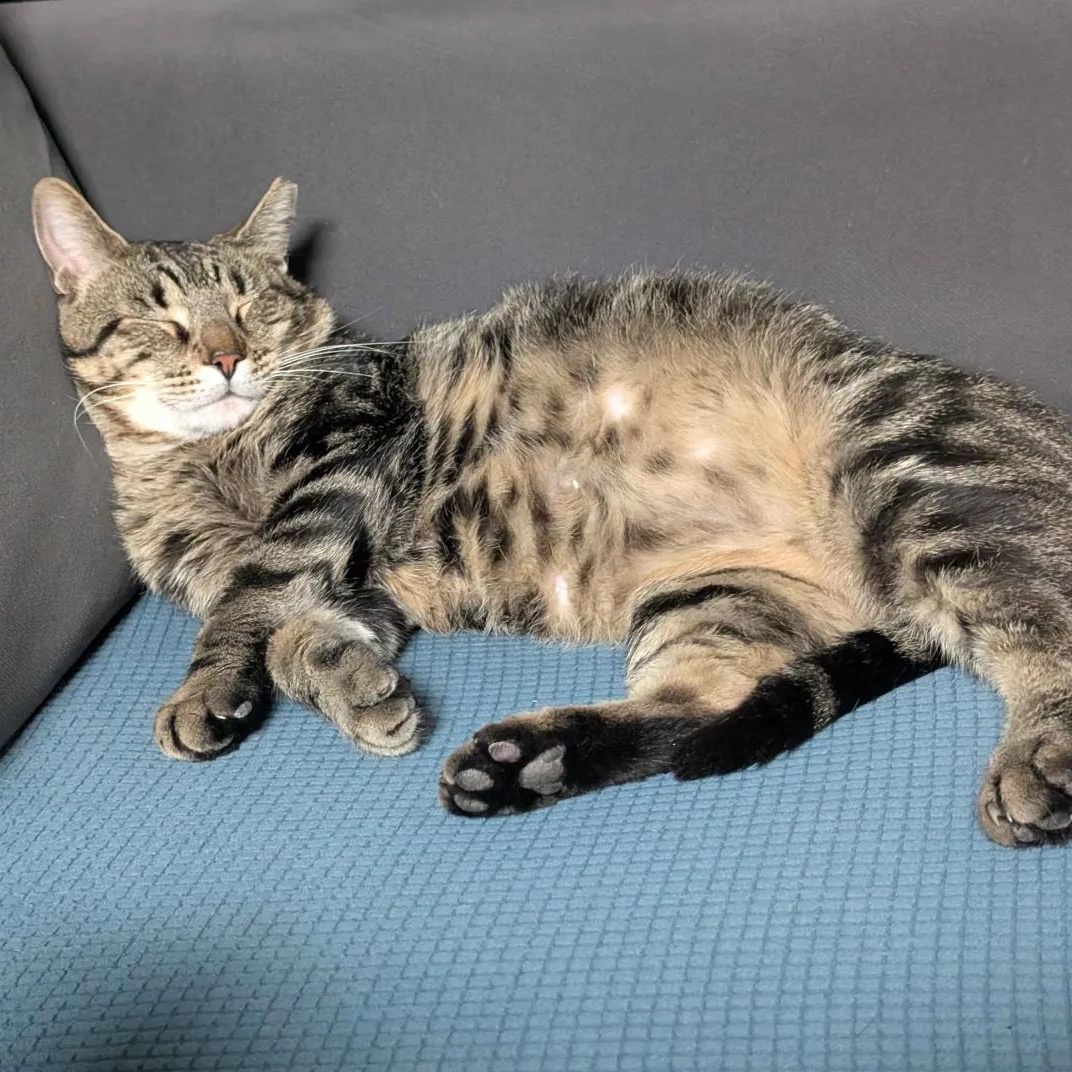 Jonny (FIV), Adoptable, Adult Male American Shorthair.