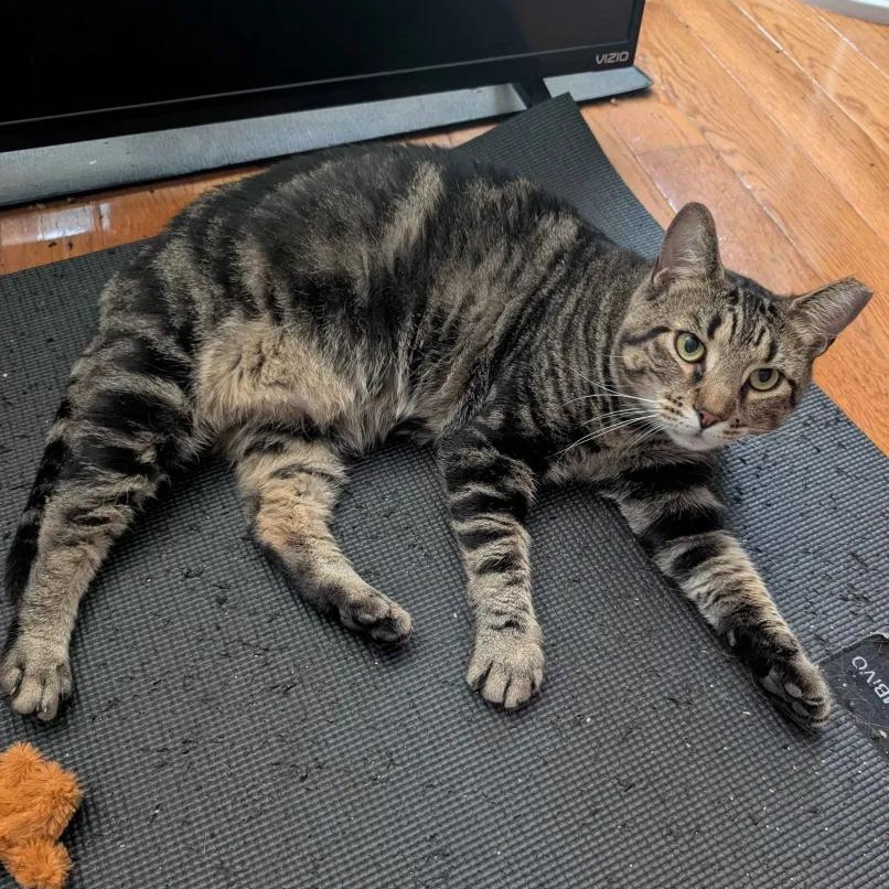 Jonny (FIV), a Adoptable American Shorthair in Weehawken, NJ image 5/6