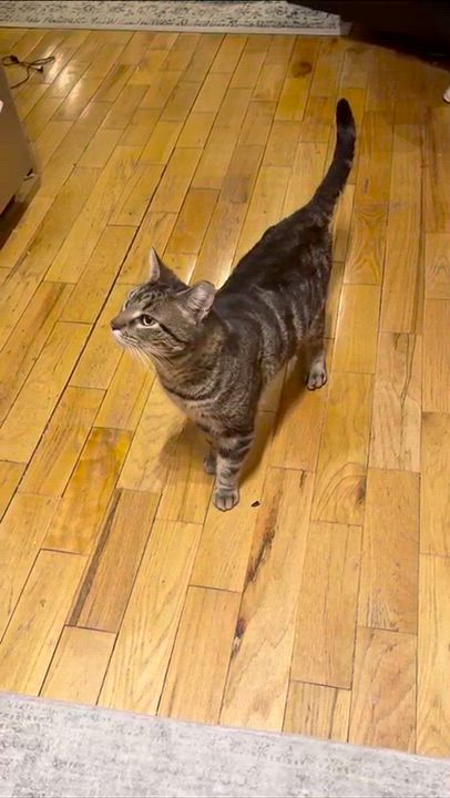 Enlarge Jonny (FIV), a Adoptable American Shorthair in Weehawken, NJ video 3/6