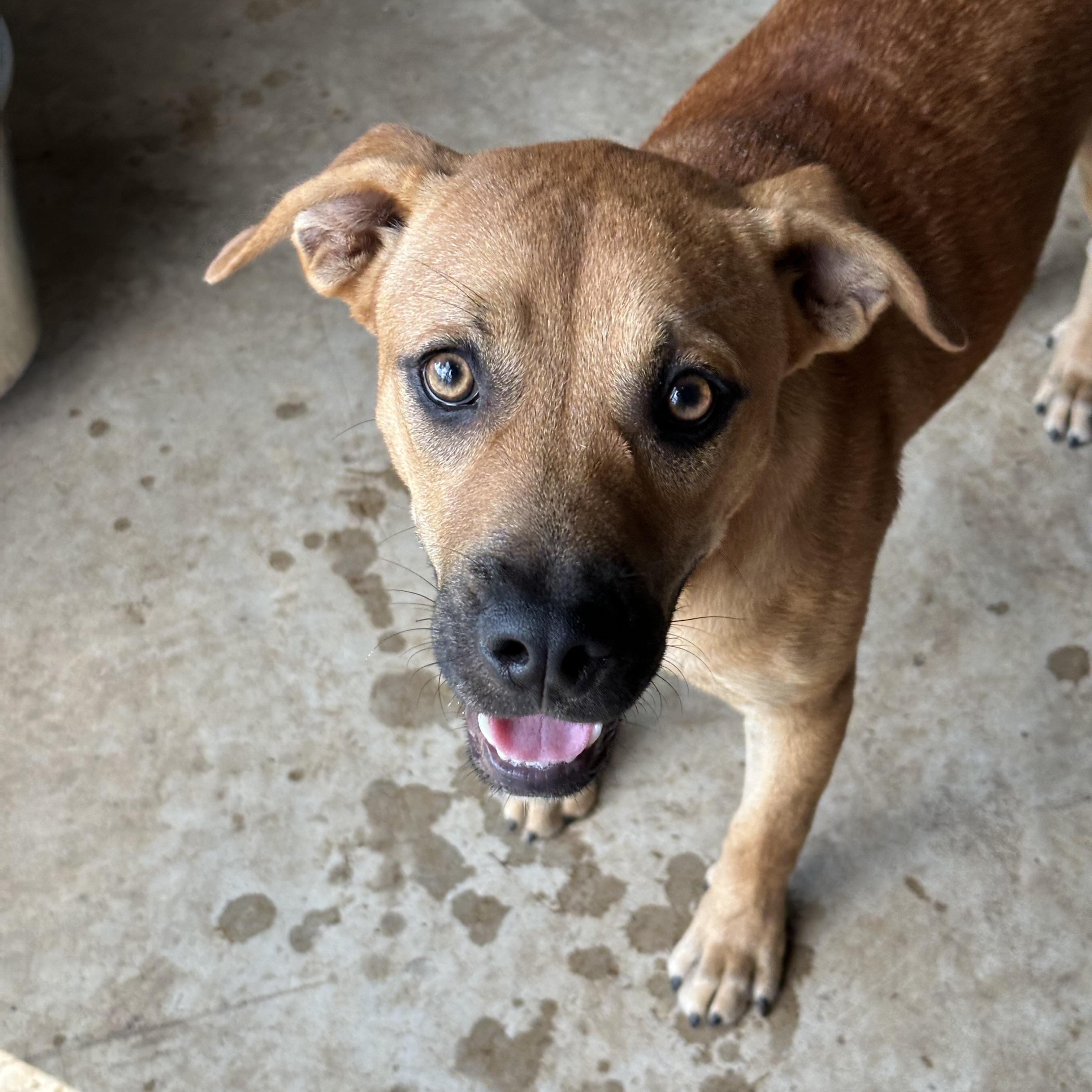 Sissy, a Adoptable mixed breed in Mansfield, TX image 3/3