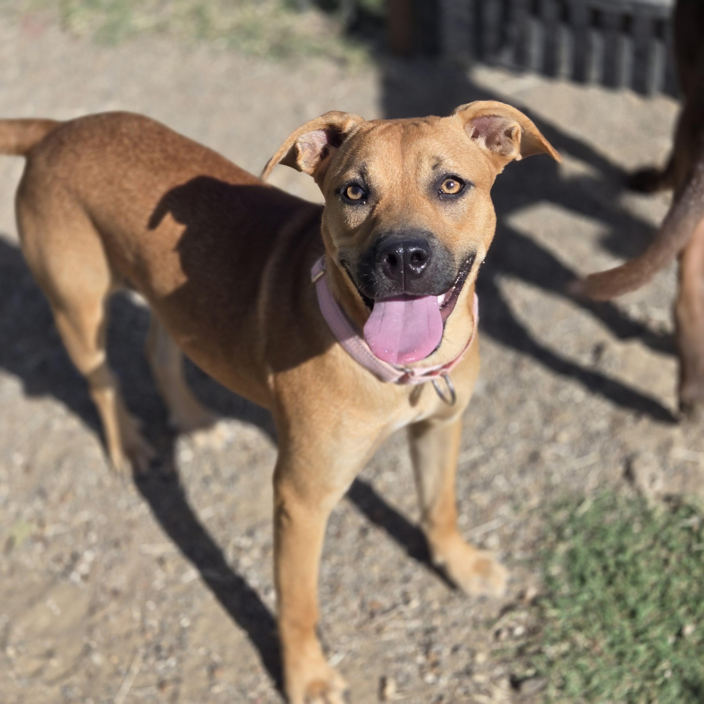 Sissy, a Adoptable mixed breed in Mansfield, TX image 1/3