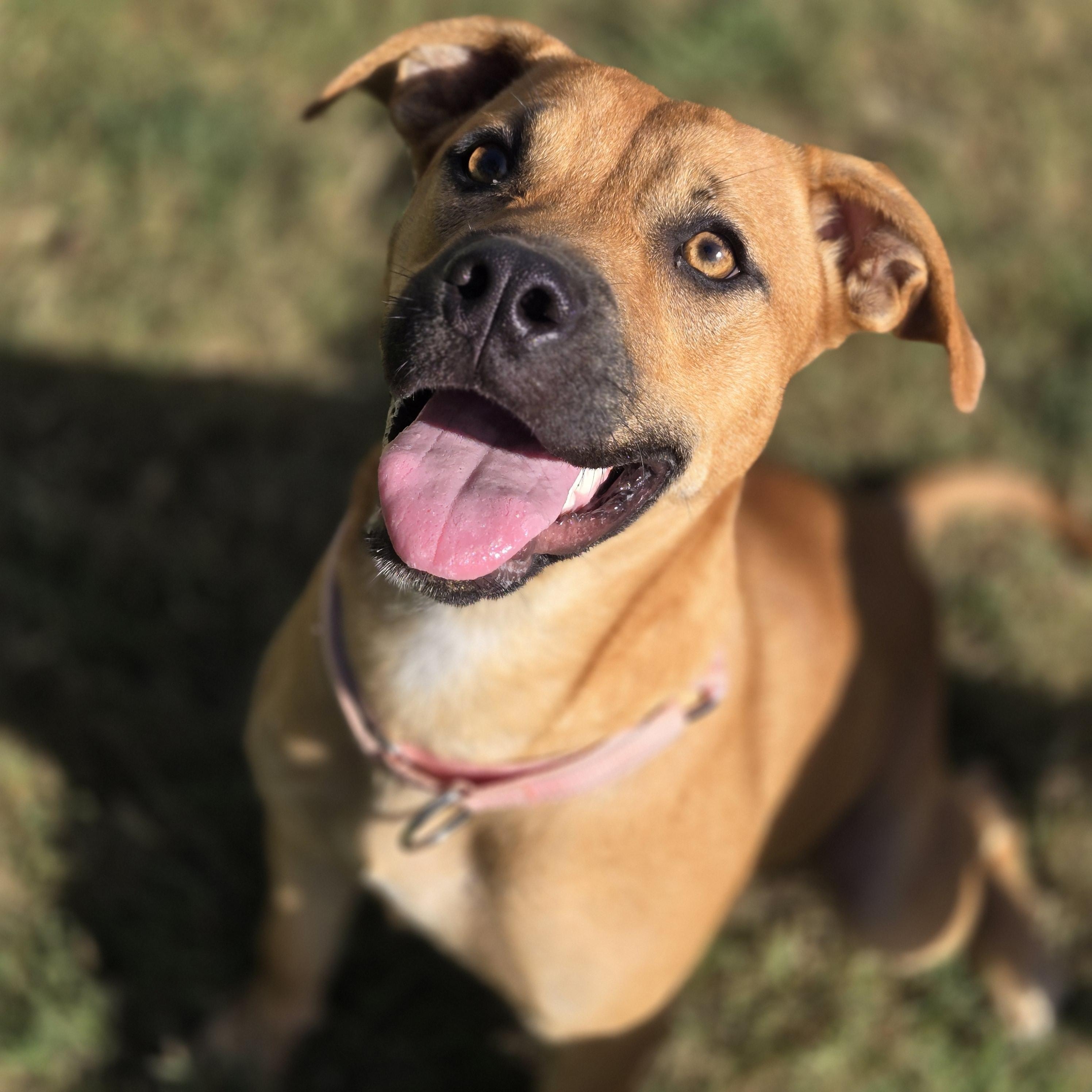 Sissy, a Adoptable mixed breed in Mansfield, TX image 2/3