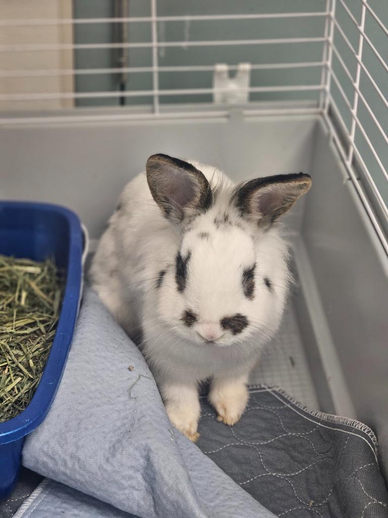Bernice, ADOPTABLE, Adult Female Lionhead.