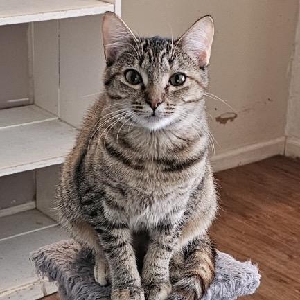 Chimichanga, a Adoptable Domestic Short Hair in Tuscaloosa, AL image 1/2