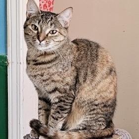 Chimichanga, a Adoptable Domestic Short Hair in Tuscaloosa, AL image 2/2