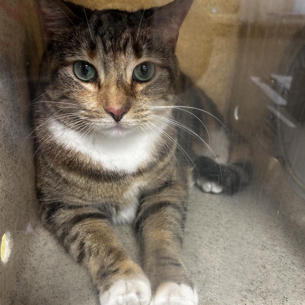 Mousse, Adoptable, Adult Female Domestic Short Hair.
