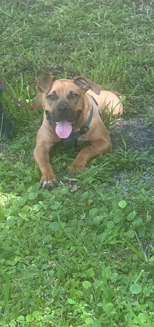 Sunshine, a Adopted mixed breed in palm bay, FL image 2/4