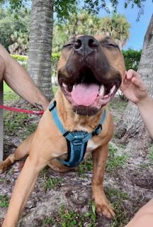 Sunshine, a Adopted mixed breed in palm bay, FL image 4/4