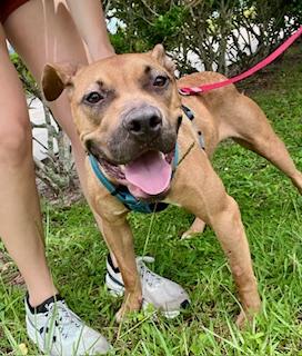 Sunshine, Adopted, Adult Female Black Mouth Cur.