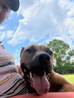 Sunshine, a Adopted mixed breed in palm bay, FL image 3/4