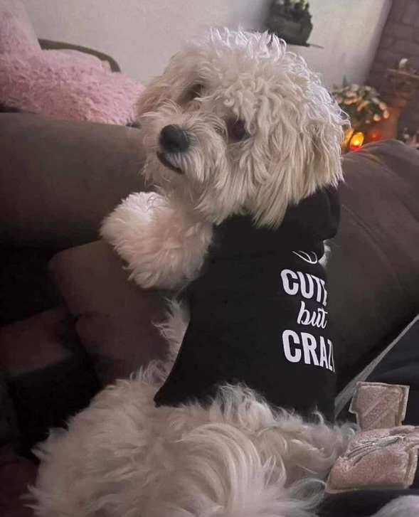 Oreo, Adopted, Young Male Lhasa Apso & Maltese.